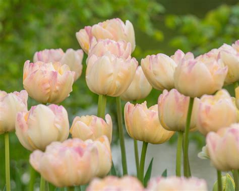 Tulip 'Crème Upstar' bulbs — Buy online at Farmer Gracy UK