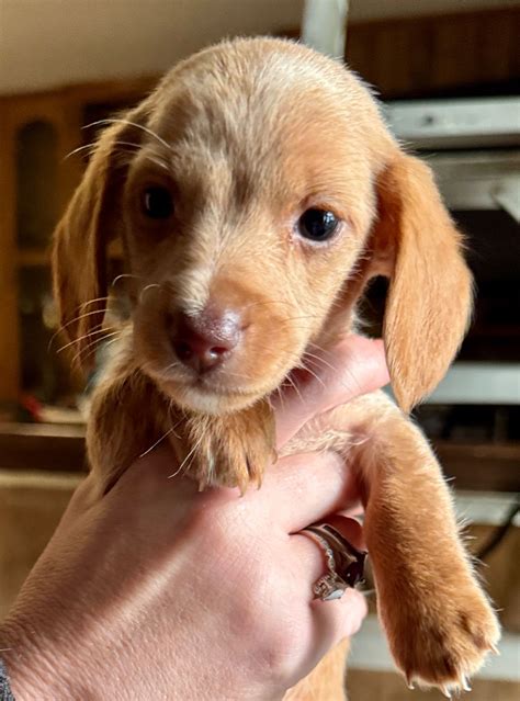Dachshund Puppies For Sale In Arkansas