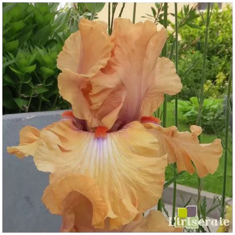 IRIS AMBER ESSENCE - L'iriseraie - KUTTOLSHEIM ALSACE FRANCE