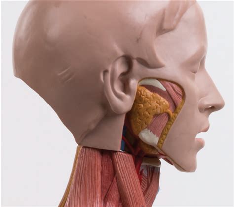 Diagram of Salivary Glands | Quizlet