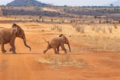 5 Perbedaan Gajah dan Mammoth, Keduanya Sama-sama Memiliki G