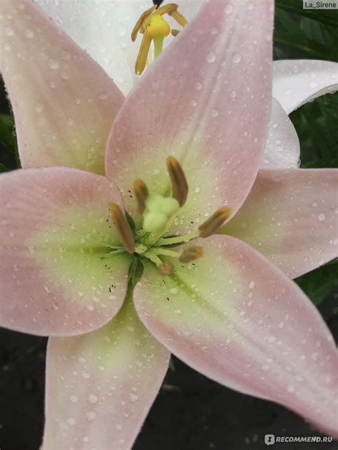 Лилия азиатская Марлен / Lilium asiatic Marlene - «Лилия Марлен со 100 ...