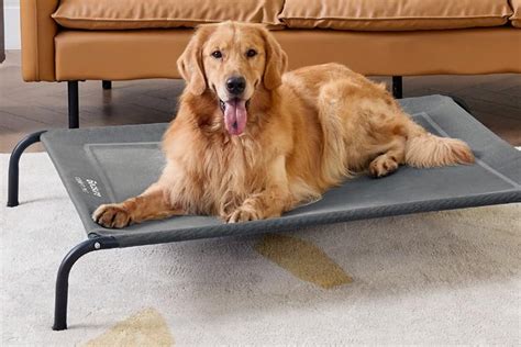 Why You Should Consider an Elevated Dog Bed - Pet Hub USA