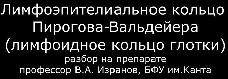 Твердое и мягкое нёбо. Миндалины. Строение и функции миндалин.