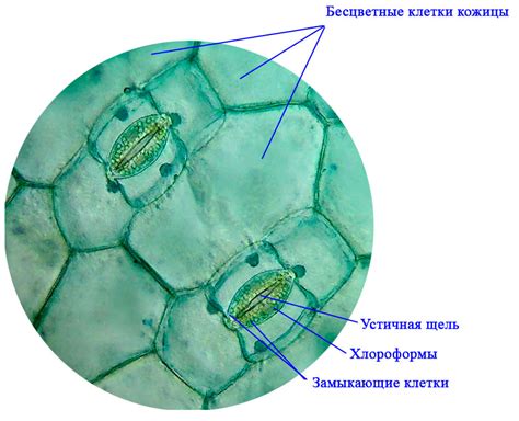 § 7. Клеточное строение листа | bio-geo.ru
