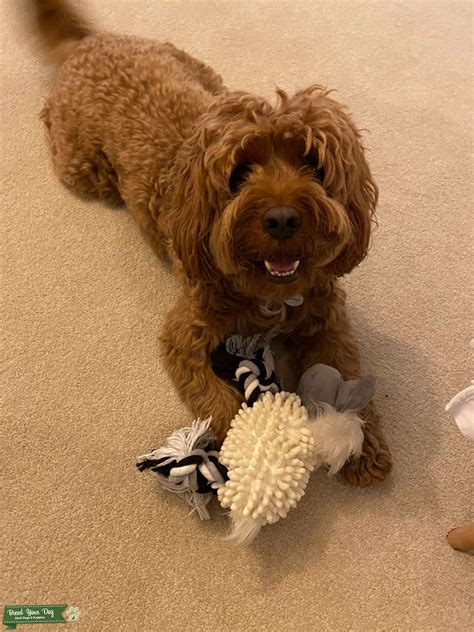 Red F1 Cavapoo stud - Stud Dog in London, the United States | Breed Your Dog