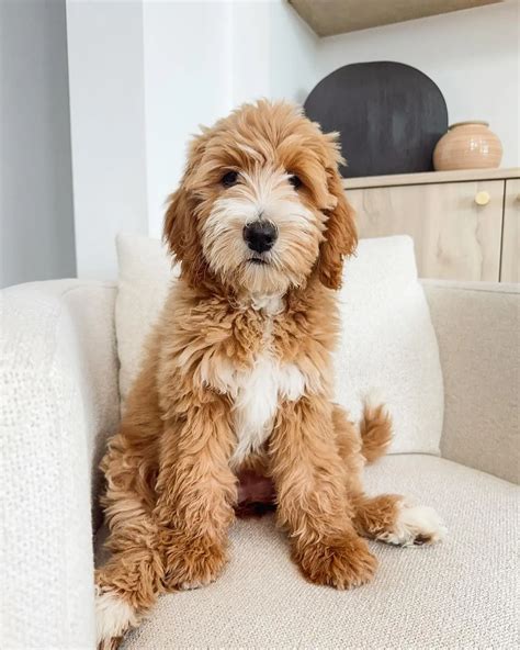 Explore Cute F1B Teddy Bear English Goldendoodles Images
