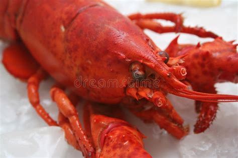 Lagosta foto de stock. Imagem de fresco, peixes, jantar - 7081282
