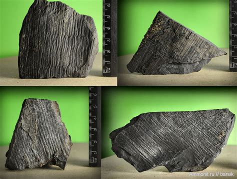 Calamites -темная порода2 - Calamites