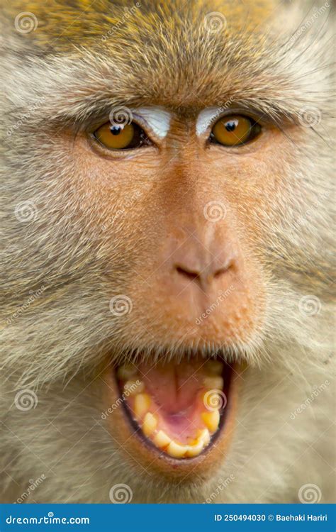 10 Free Monkey Angry Monkey Images Pixabay - vrogue.co