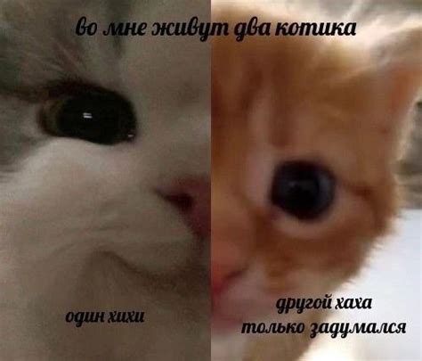 Пин от пользователя LLSS на доске Memes | Кошачьи цитаты, Котята, Мемы