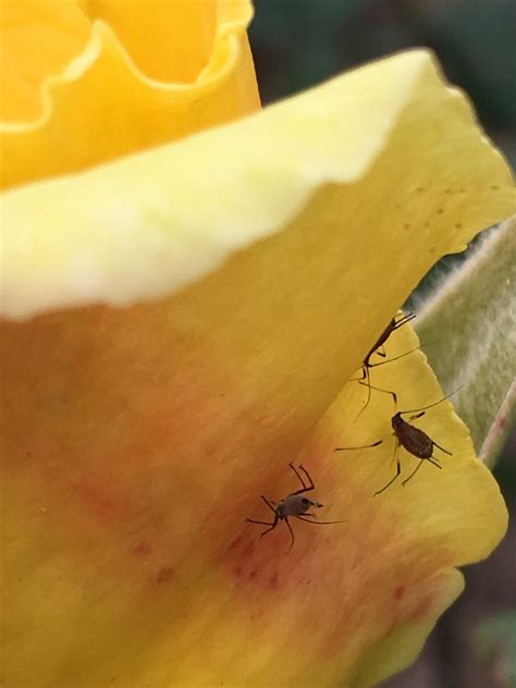 Pulgón del rosal (Macrosiphum rosae) - Picture Insect