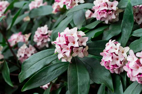 Daphne Shrubs: Plant Care and Growing Guide