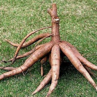 developed nigerian cassava peeling machines   outputs