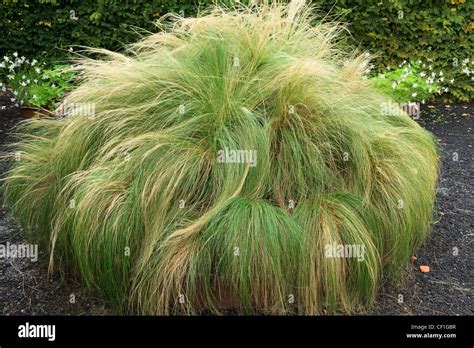 Stipa tenuissima, pony tails in the Festival International des Jardins ...