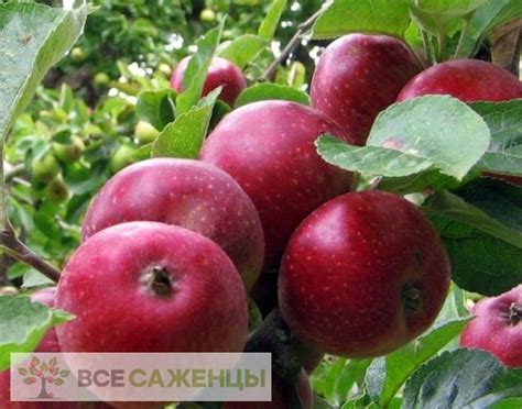 Цена на Яблоня Коваленковское (Красное сладкое) - купить саженцы