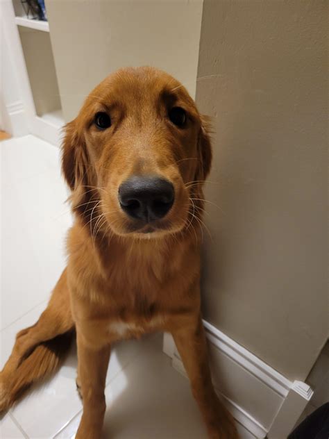 How Much Should A 4 Month Old Golden Retriever Weight