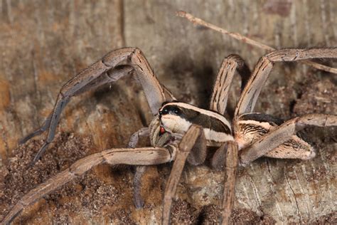 Free photo: Wolf Spider - Arachnid, Bite, Black - Free Download - Jooinn