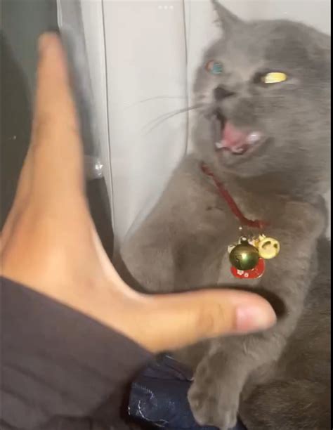 offended gray cat blank template imgflip