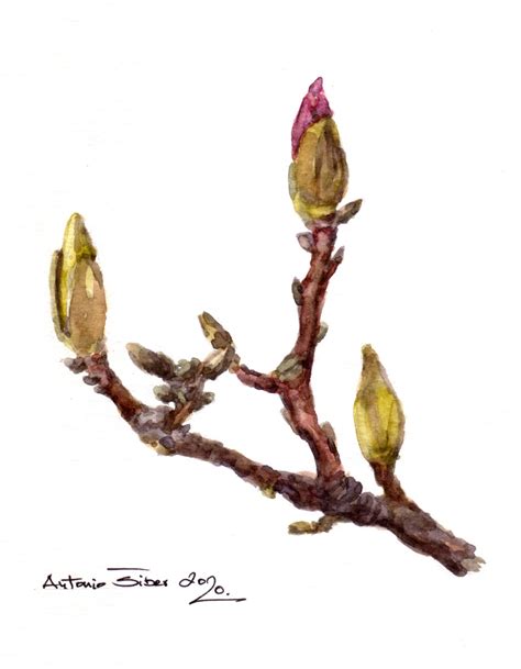 Magnolija