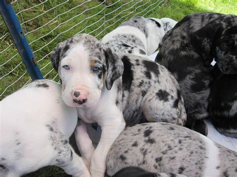 Catahoula Cur is just chilling - Pet Paw