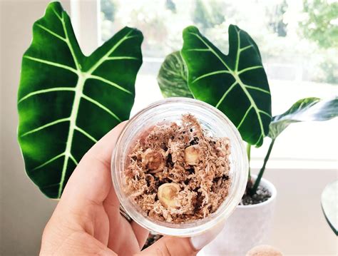 Successfully Grow Alocasias From A Bulb/Corm - Botanical Brunette