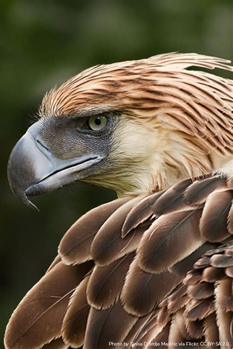philippine eagle  sierra blanca texas