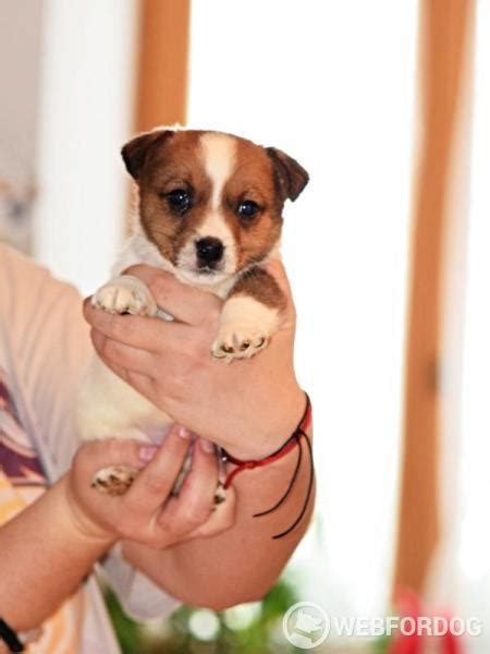 Jack Russell Teriér hladkosrstý na prodej s pp Provodov-Šonov, Náchod