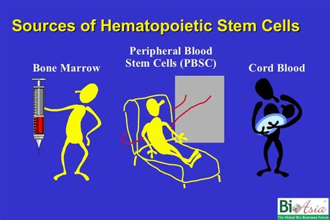 Hematopoietic Stem Cell Transplantation : Opportunities and challenges