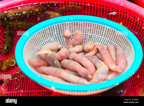 urechis unicinctus  res stock photography  images alamy