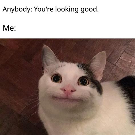 penger katt meme amazoncom purina  purina  smartblend true