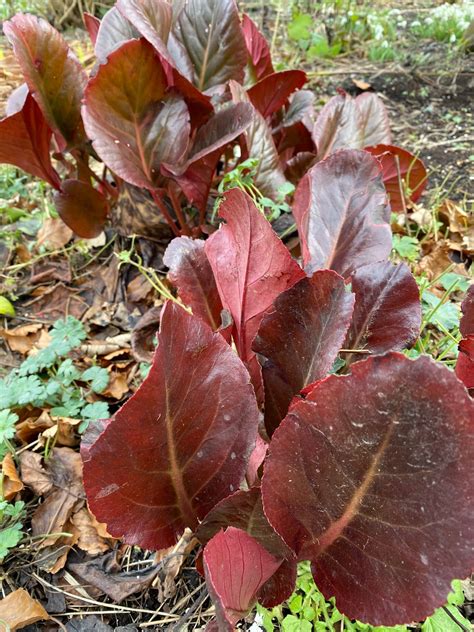 Garden observations at the Ulster Folk Museum - Irish Garden Plant Society