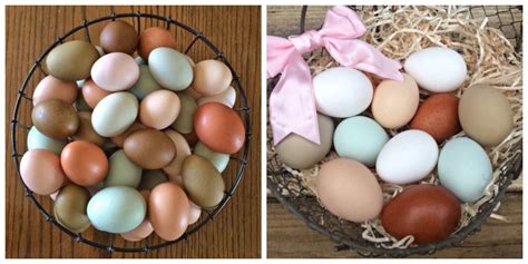 colored egg laying hens