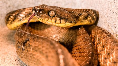 Feds must bolster resources to eradicate invasive snakes: Our View