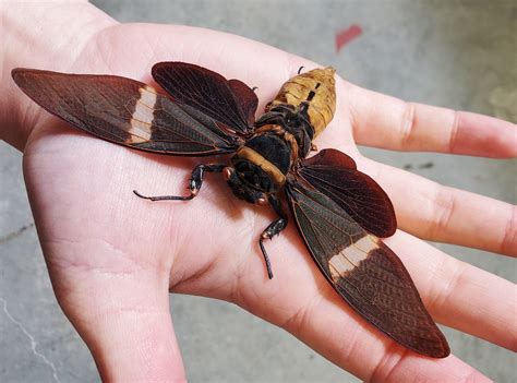 Giant Black Cicada Tosena albata – The Little Caterpillar, LLC