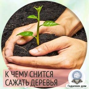 Сонник: сажать деревья