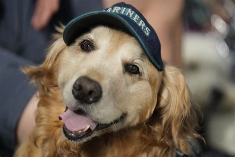 Take Your Dog To The Mariners' Bark At The Park This Summer