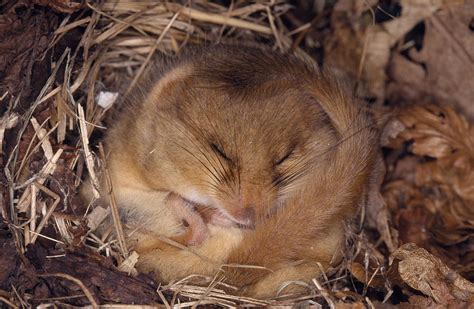 Hibernating Dormouse Photograph by M. Watson - Pixels