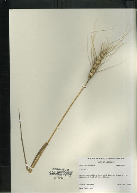 Online Virtual Flora of Wisconsin - Triticum aestivum