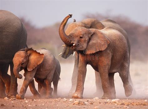 Elephant herd stock photo. Image of habitat, sandy, africana - 12501978