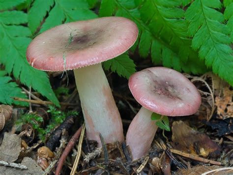 Russula gracillima - Alchetron, The Free Social Encyclopedia