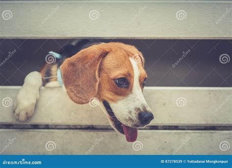 Beagle stock image. Image of friend, head, cage, home - 87278539