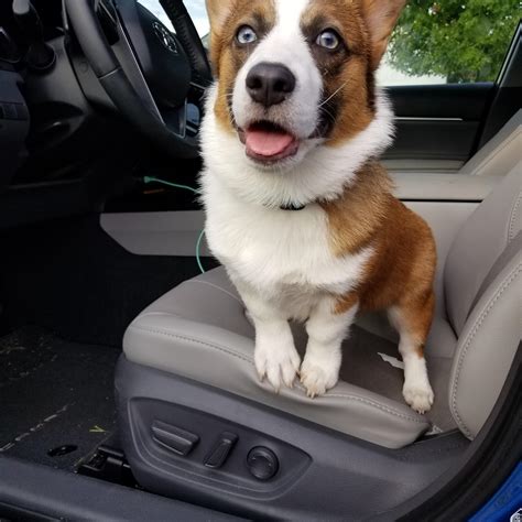 Long. Tan. Handsome. : r/corgi