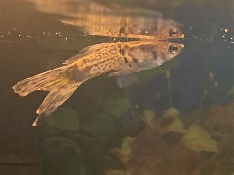 Is this fin rot? Will it spread to other fish? : r/Aquariums