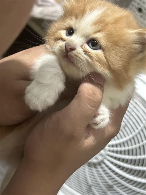 My 1 month old cat 🥳 : r/catsofrph