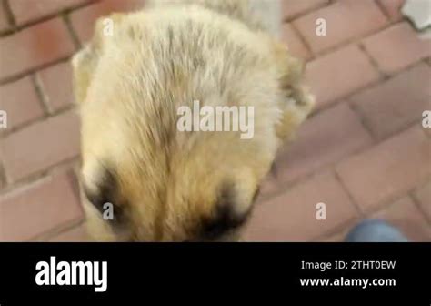 homeless dogs. mongrels. red dog. good sweet dog. little puppy. skinny ...