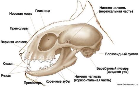 Анатомия кошки