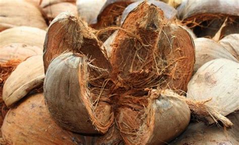 explorasi manfaat sabut kelapa mengoptimalkan kekayaan alam