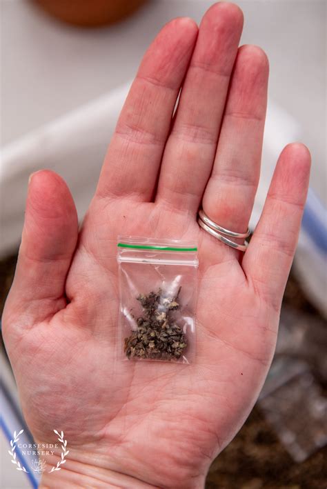 Echium Pininana Seeds – FREE POSTAGE – 11th Generation Pembrokeshire