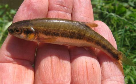 Minnow | British Wildlife Wiki | Fandom